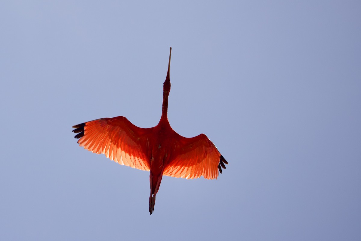 Scarlet Ibis - ML642131714