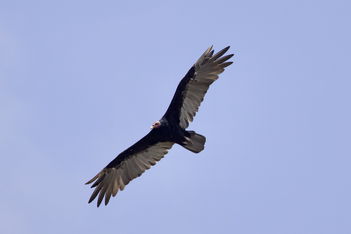 Turkey Vulture - ML642131715