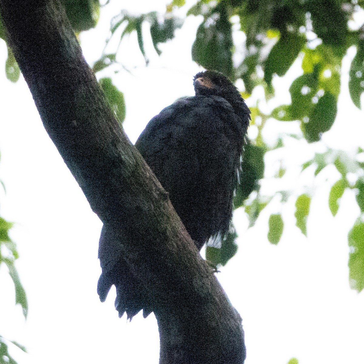 Common Black Hawk - ML642131716