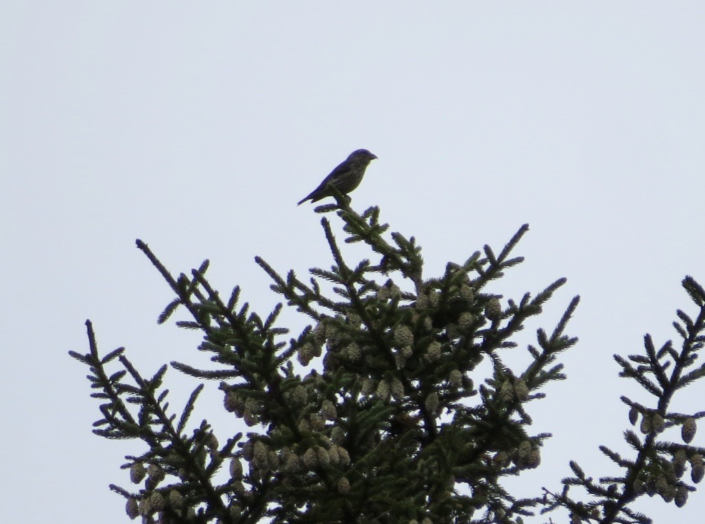 Red Crossbill - ML642131721