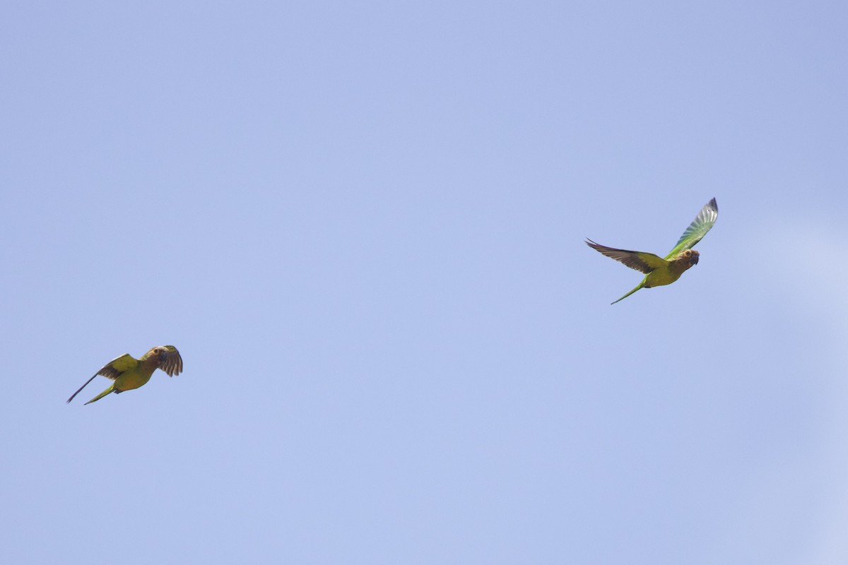 Brown-throated Parakeet - ML642131728