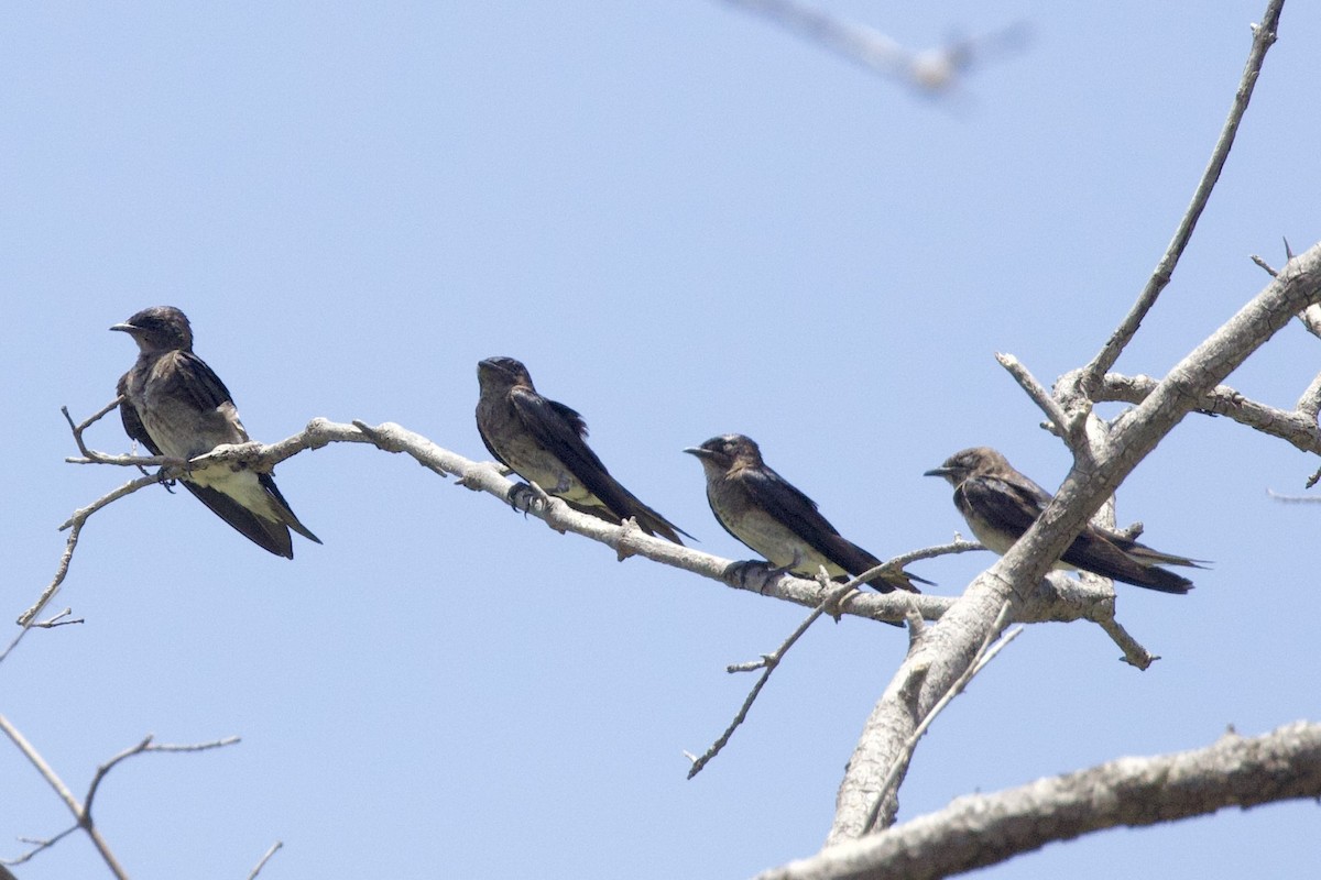 Gray-breasted Martin - ML642131731