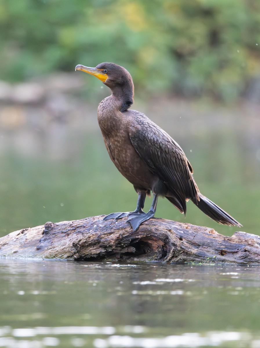Double-crested Cormorant - ML642131732