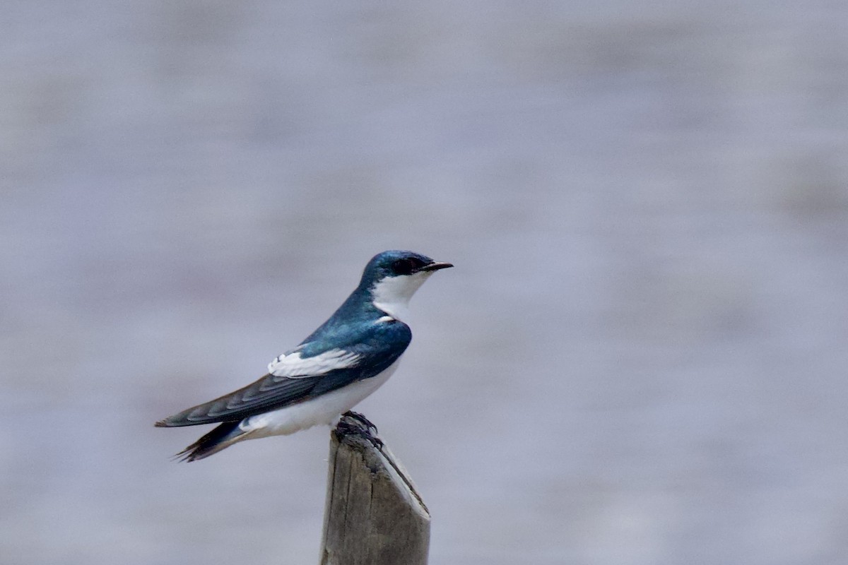 White-winged Swallow - ML642131735