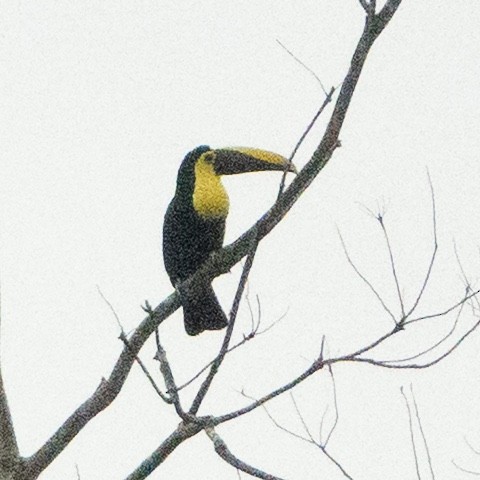 Yellow-throated Toucan - ML642131748