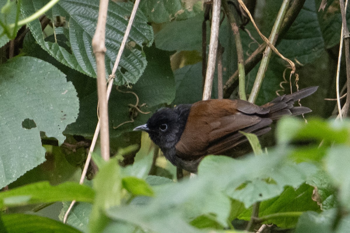Rwenzori Hill Babbler - ML642131754