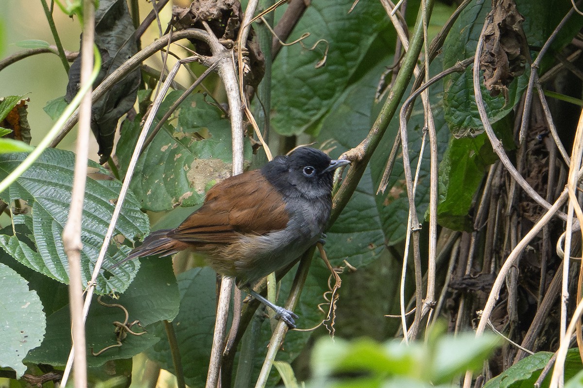 Rwenzori Hill Babbler - ML642131759