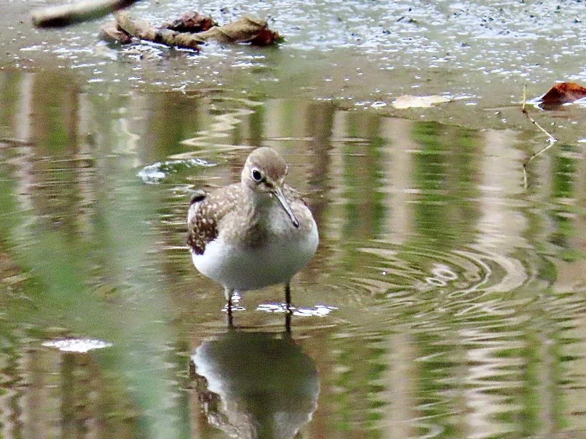 Einsiedelwasserläufer - ML642131768
