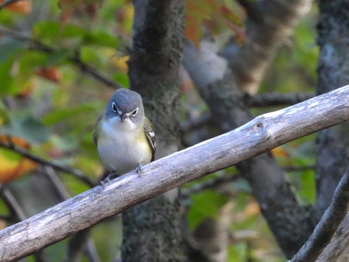 Blue-headed Vireo - ML642131769