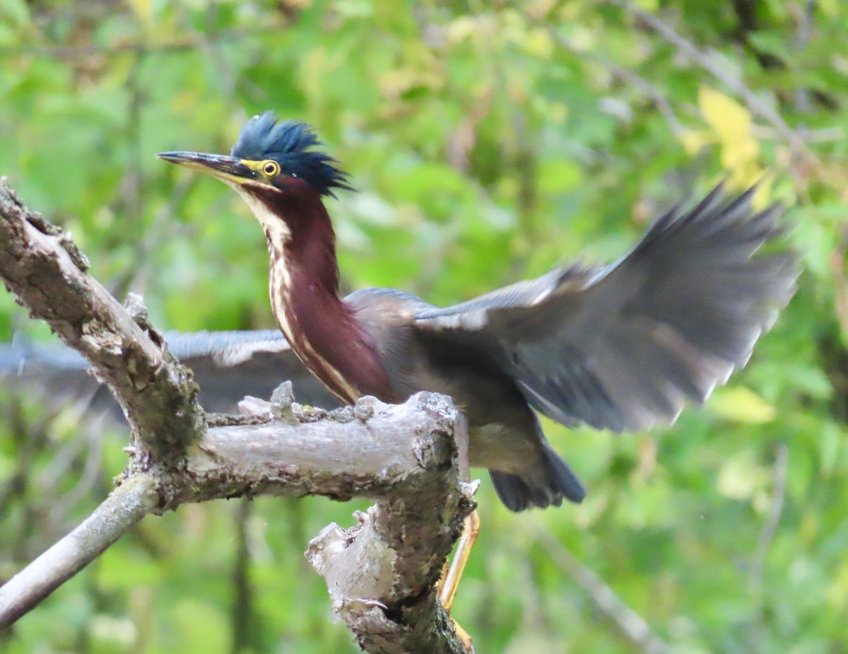 Green Heron - ML642131777