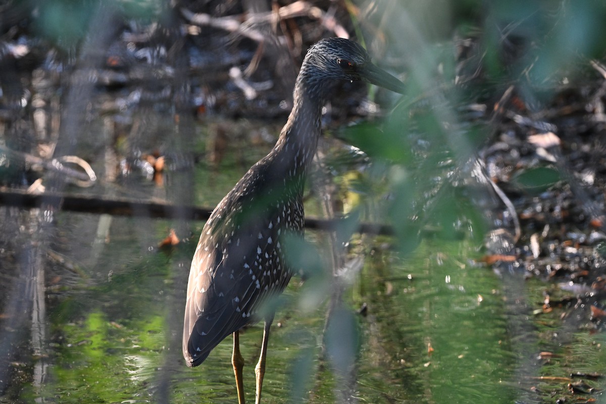 Yellow-crowned Night Heron - ML642131784
