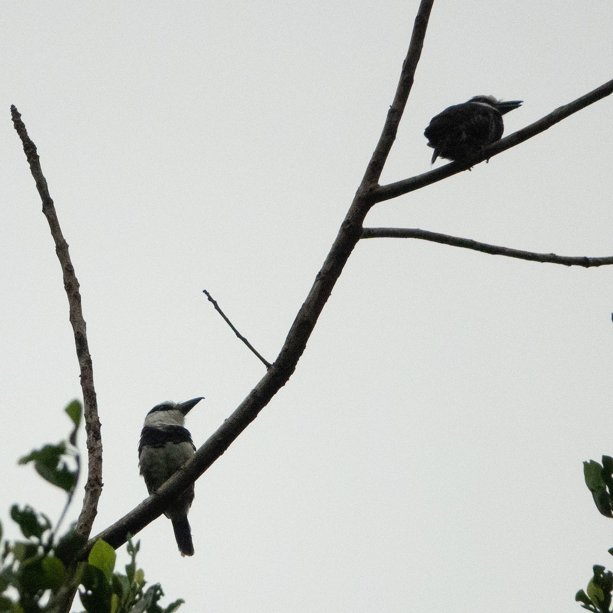 White-necked Puffbird - ML642131785