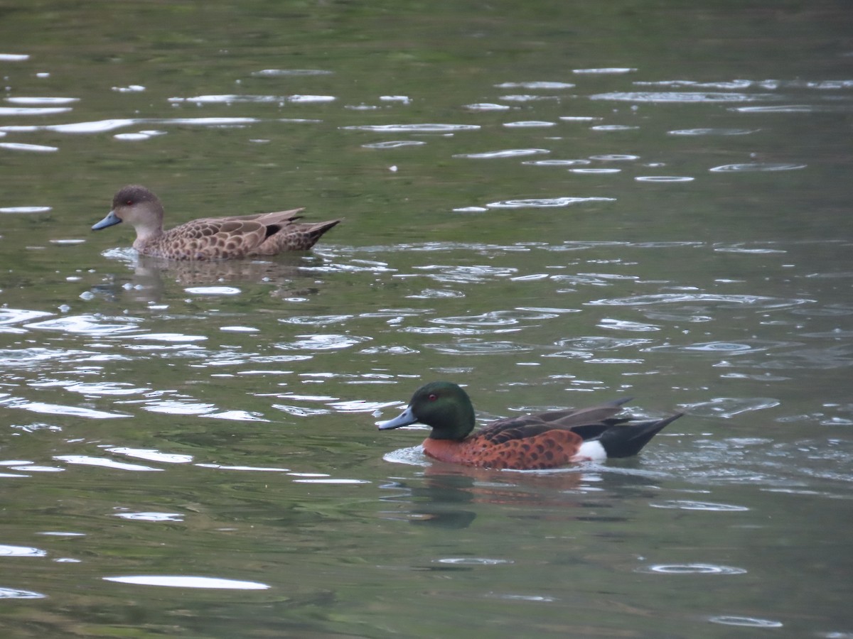 Chestnut Teal - ML642131786