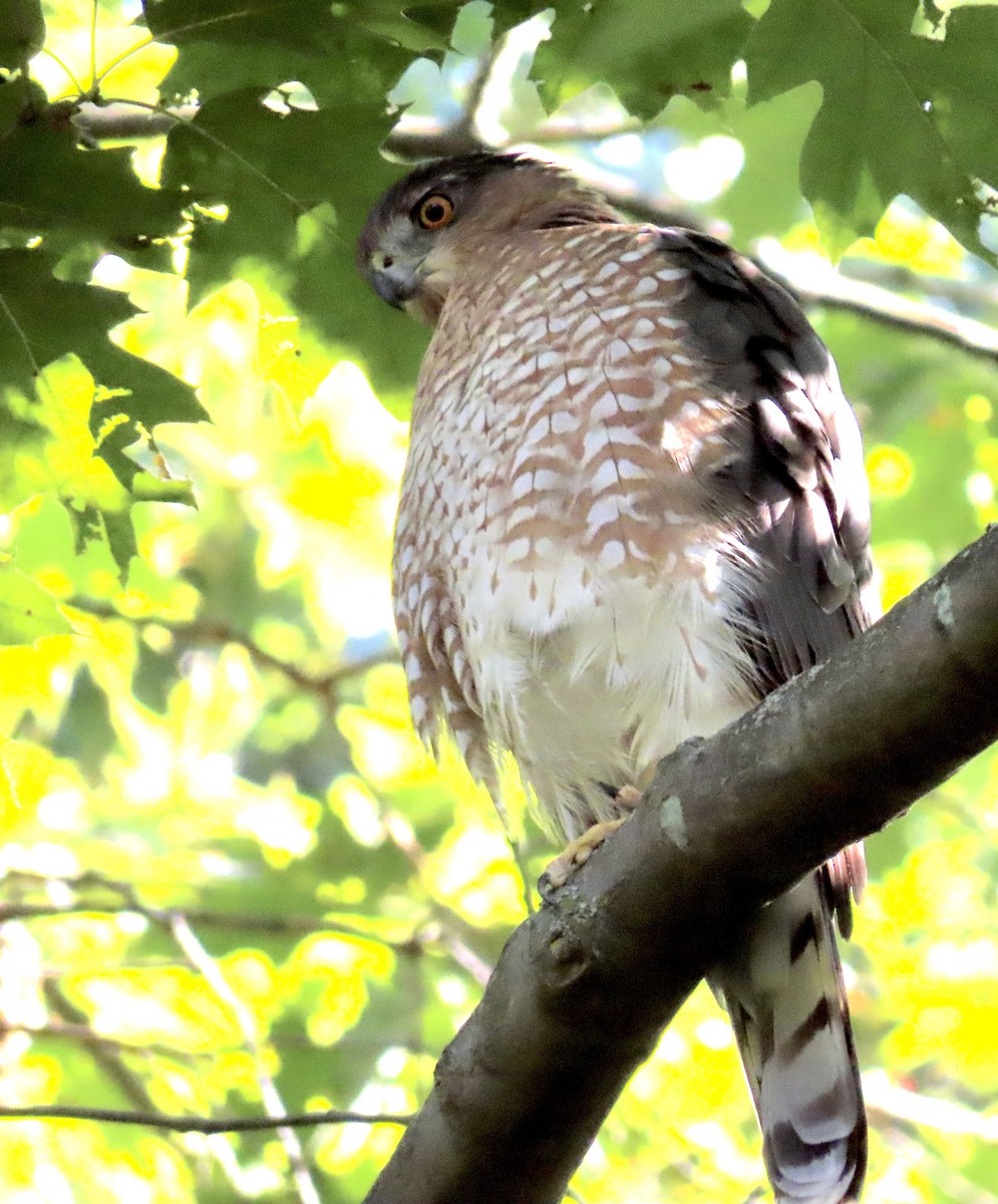 Cooper's Hawk - ML642131787