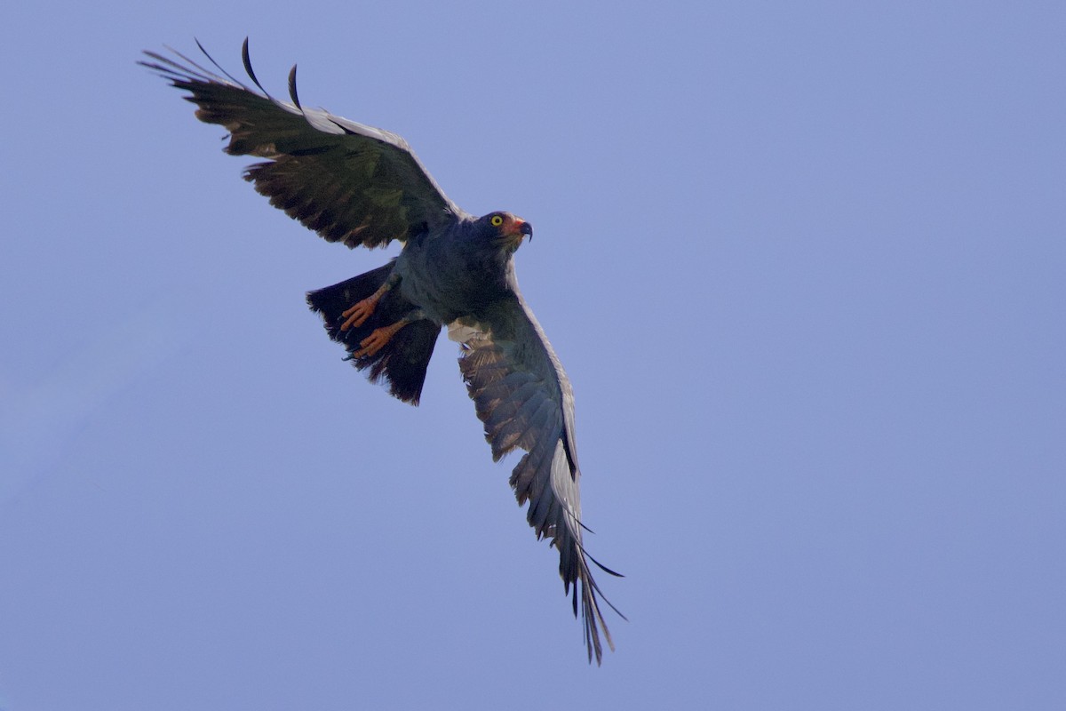 Slender-billed Kite - ML642131795