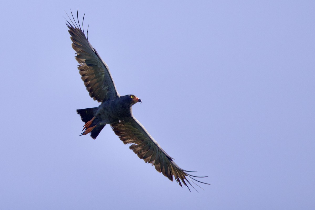 Slender-billed Kite - ML642131799