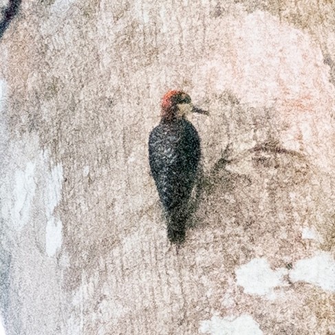 Black-cheeked Woodpecker - ML642131811