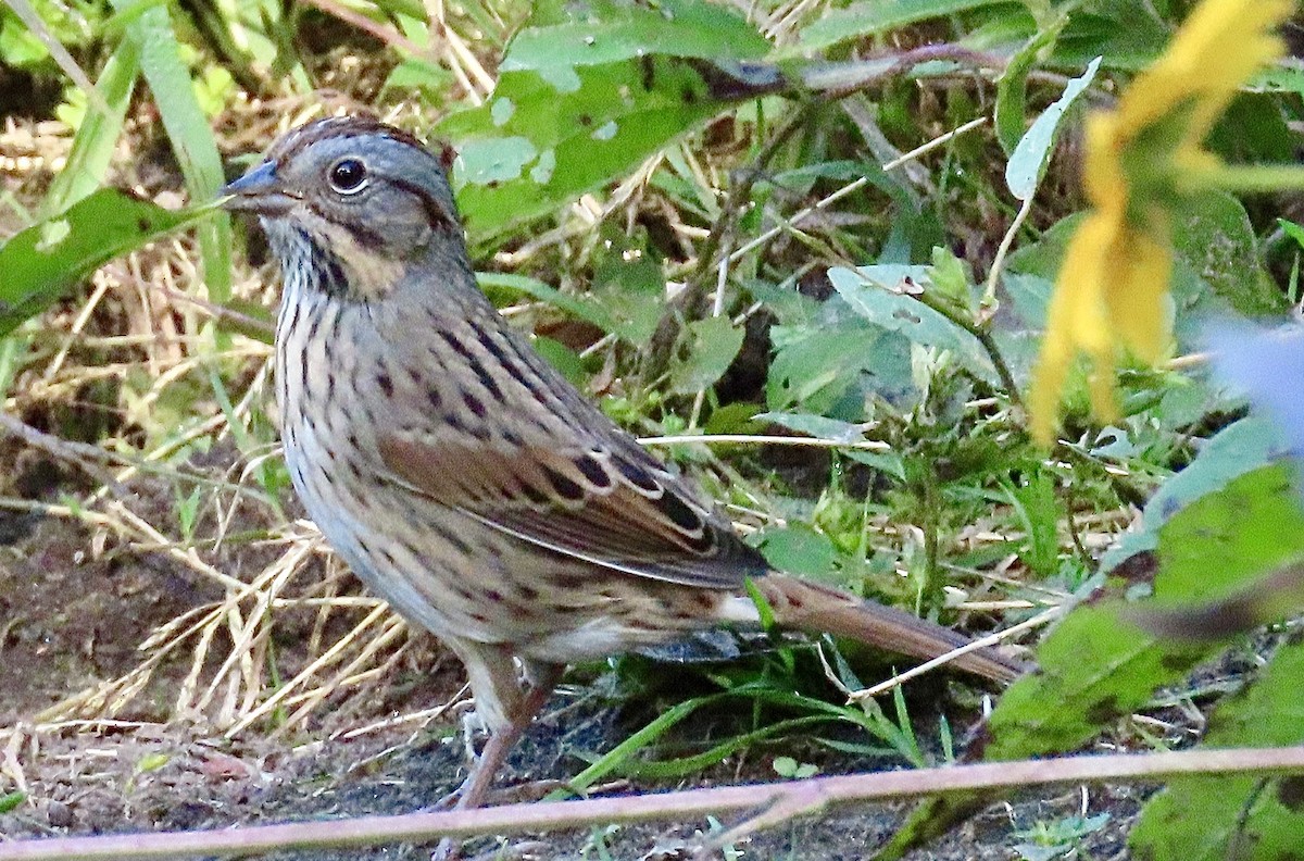 Lincoln's Sparrow - ML642131815