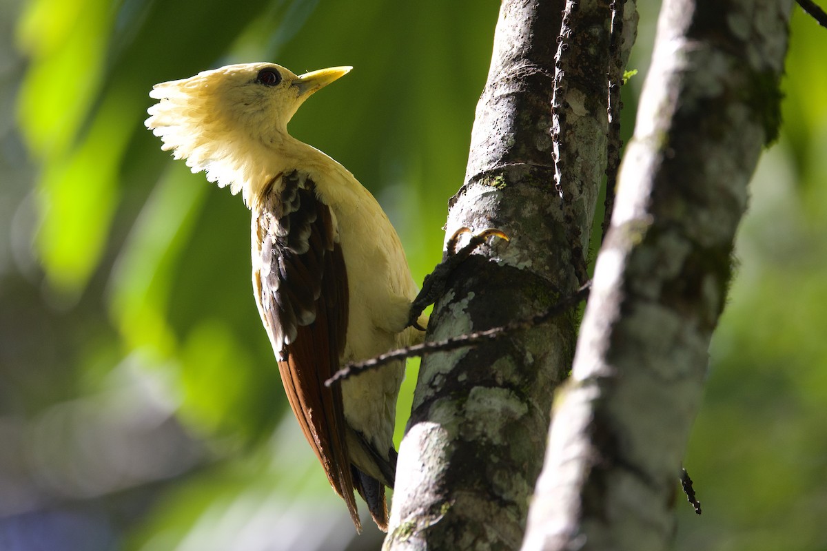 Cream-colored Woodpecker - ML642131819
