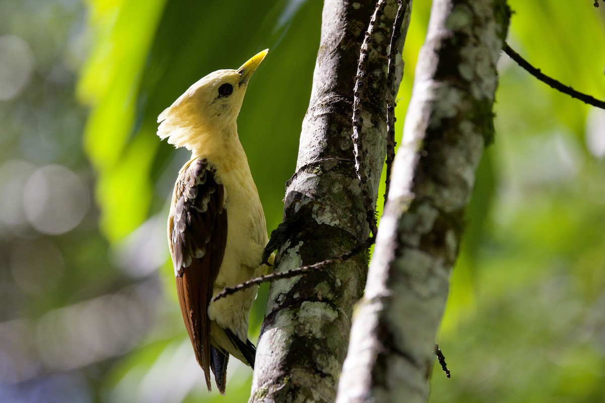 Cream-colored Woodpecker - ML642131821