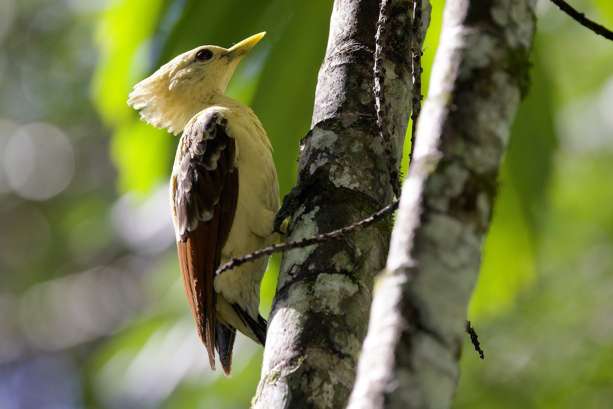 Cream-colored Woodpecker - ML642131822