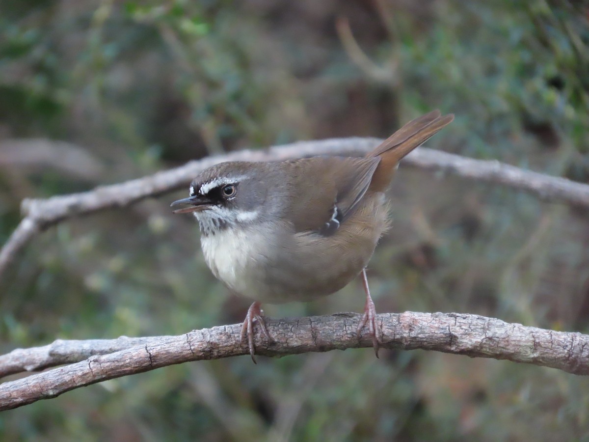 White-browed Scrubwren - ML642131825