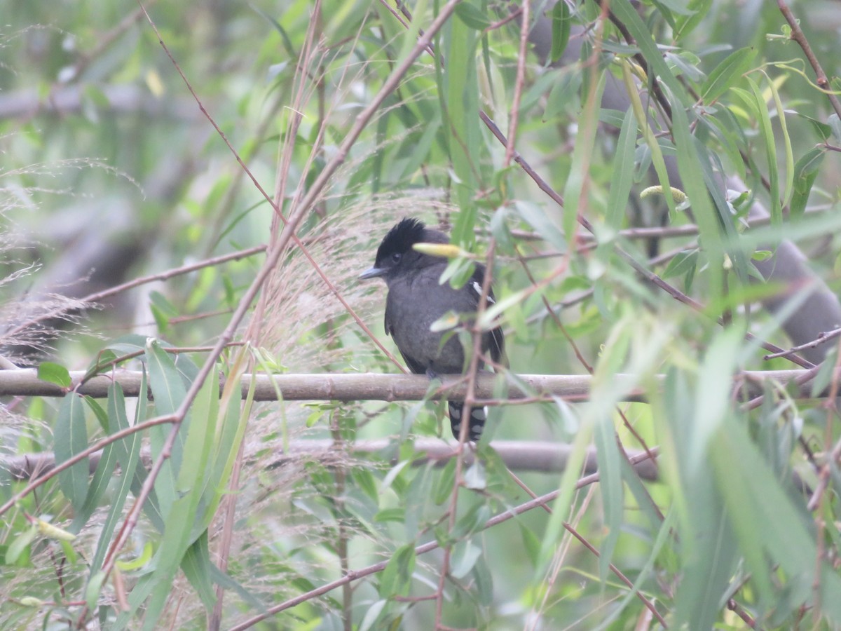 White-winged Becard - ML642131830