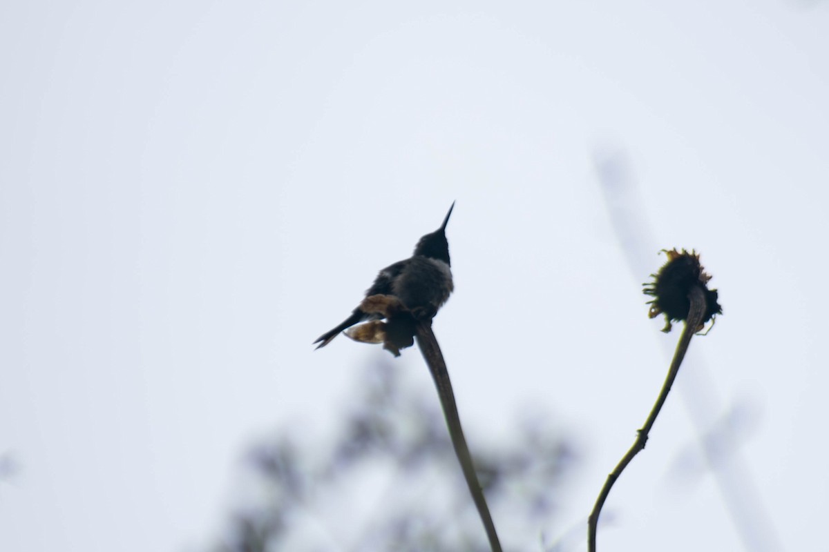 Colibri améthyste - ML642131831