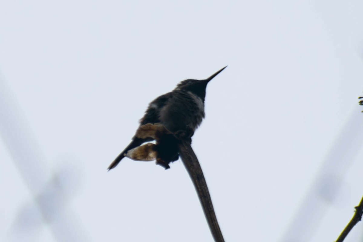 Colibri améthyste - ML642131832