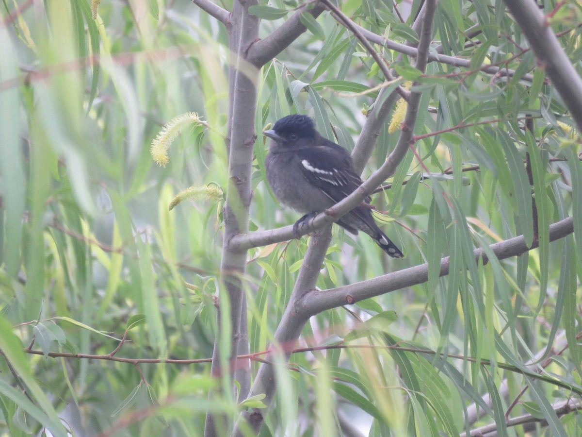 White-winged Becard - ML642131833