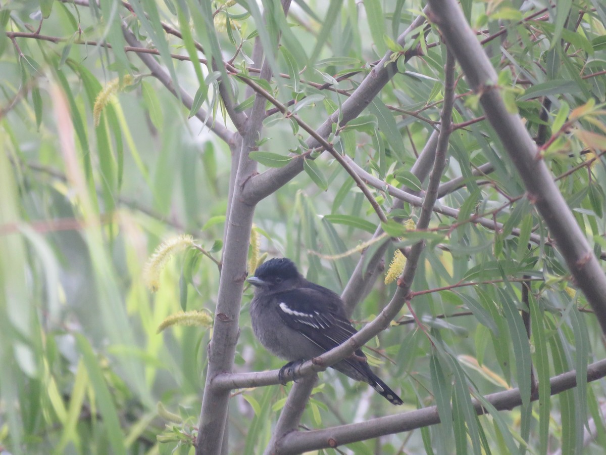 White-winged Becard - ML642131834