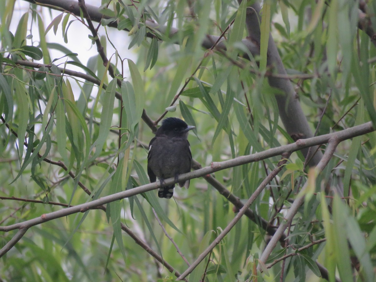 White-winged Becard - ML642131835