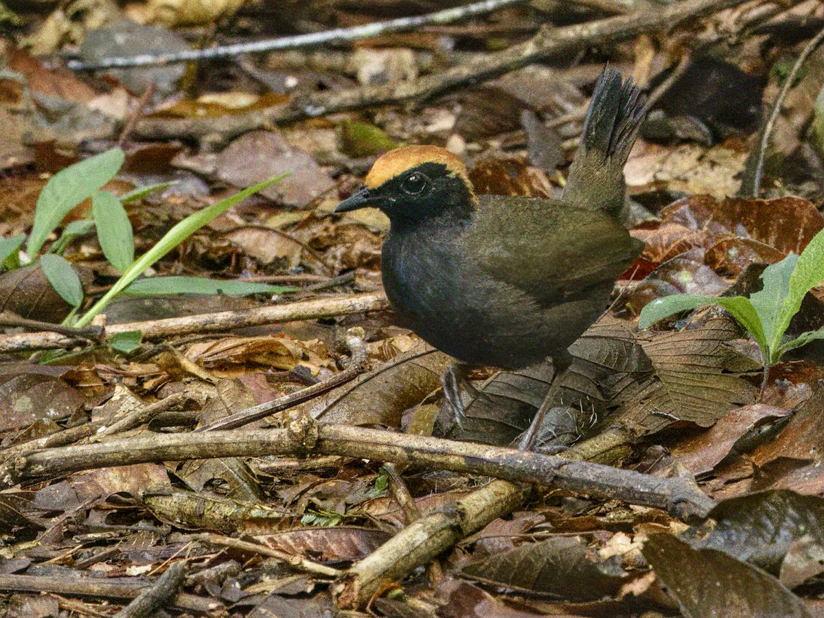 Rufous-capped Antthrush - ML642131839