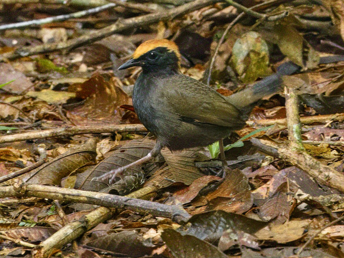 Rufous-capped Antthrush - ML642131840