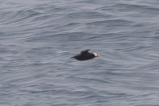 Tufted Puffin - ML642131843