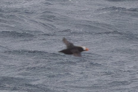 Tufted Puffin - ML642131845