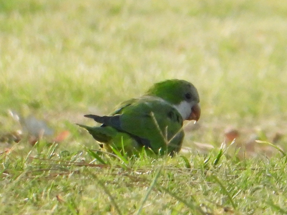Monk Parakeet - ML642131857