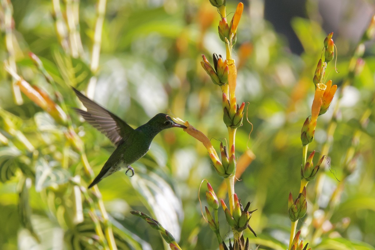 Glittering-throated Emerald - ML642131864