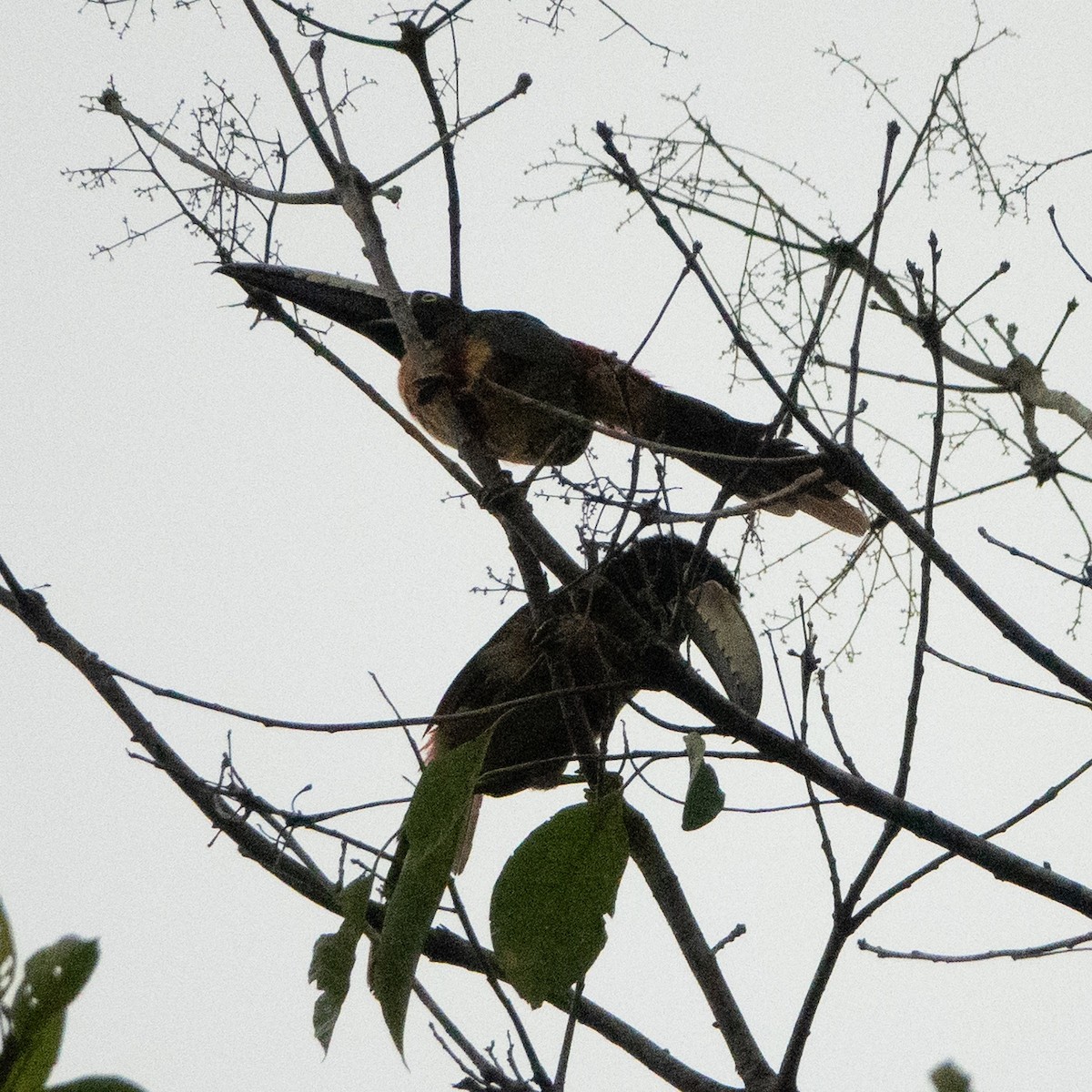 Collared Aracari - ML642131865