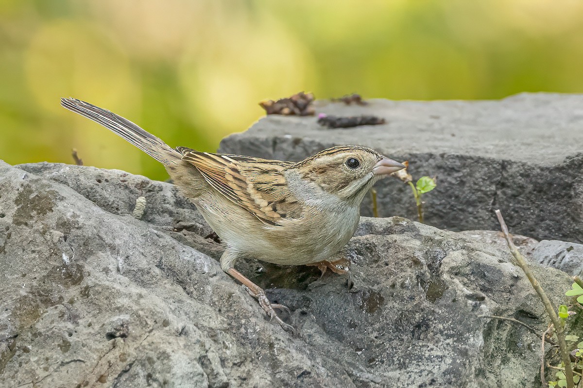 Clay-colored Sparrow - ML642131868