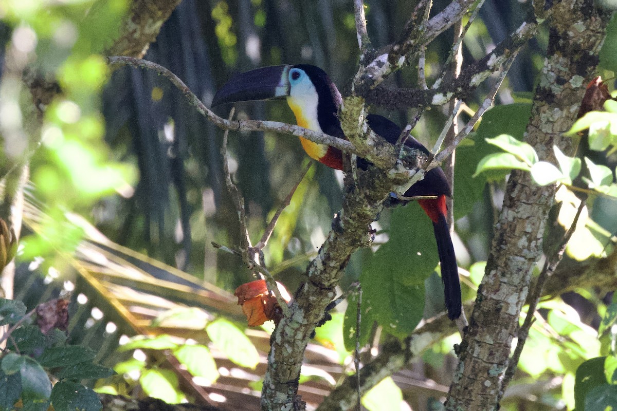Channel-billed Toucan - ML642131889