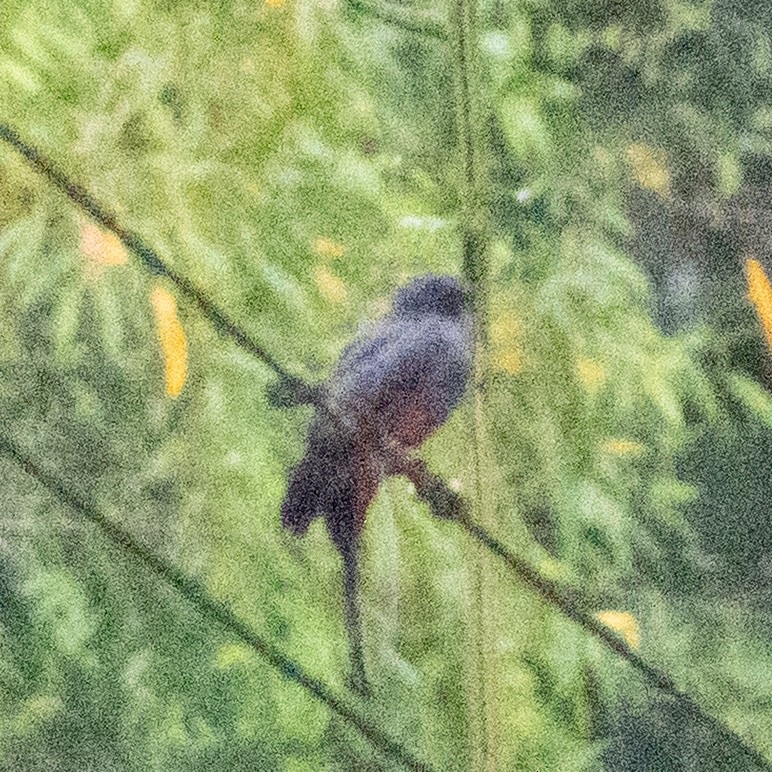 Slaty-tailed Trogon - ML642131891