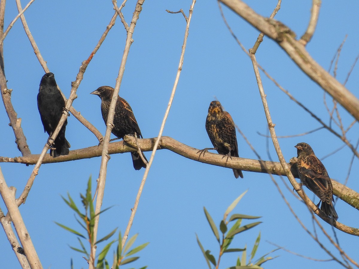 Red-winged Blackbird - ML642131892