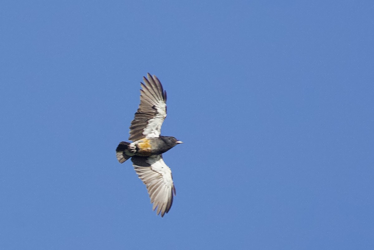 Swallow-winged Puffbird - ML642131896