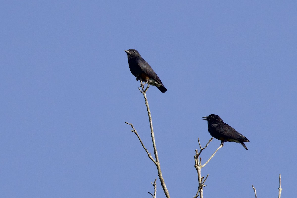 Swallow-winged Puffbird - ML642131902