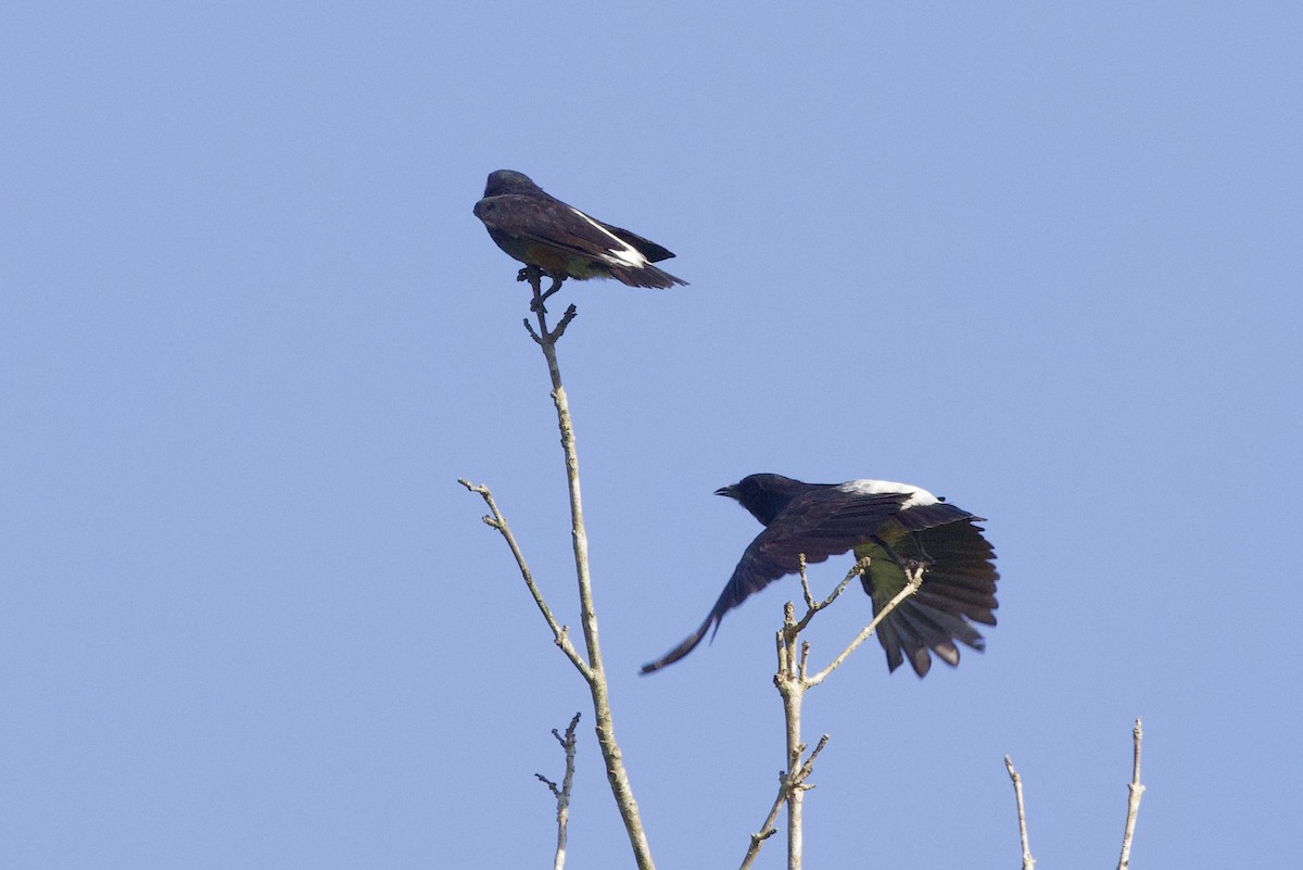 Swallow-winged Puffbird - ML642131903