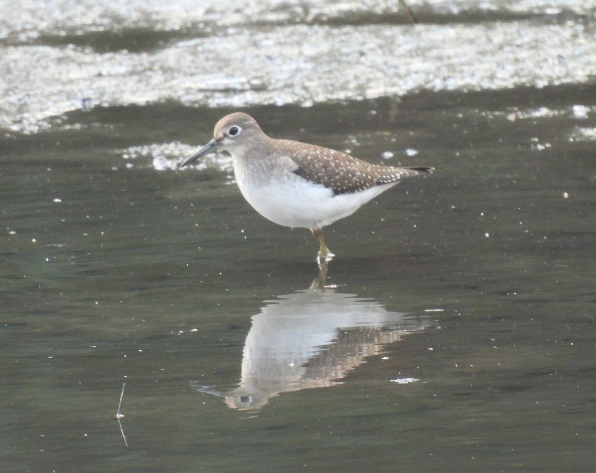 Einsiedelwasserläufer - ML642131923