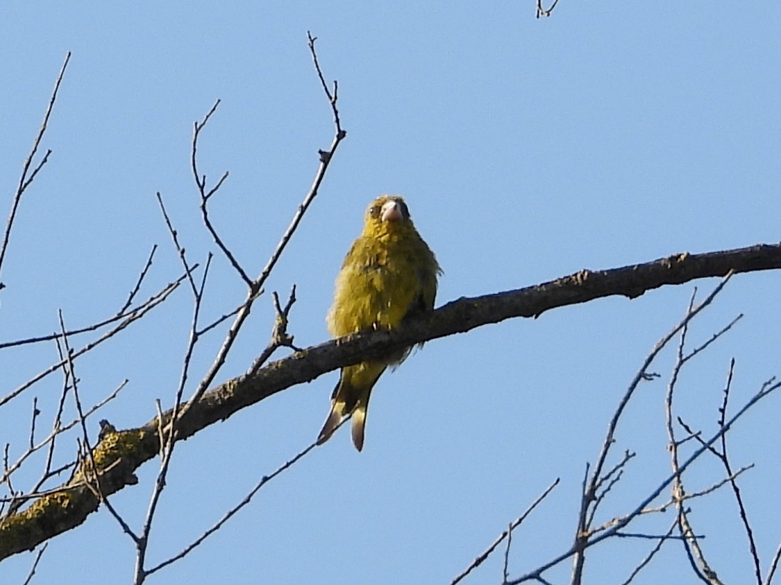 European Greenfinch - ML642131924