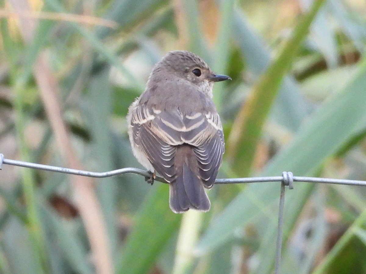 Spotted Flycatcher - ML642131941