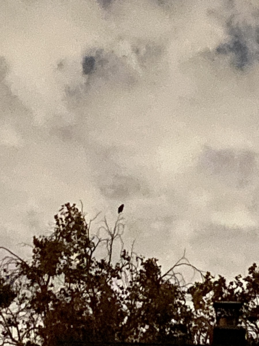 Great Horned Owl - ML642131942